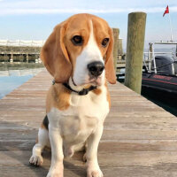 Beagle, Köpek  Leo fotoğrafı