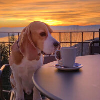 Beagle, Köpek  Leo fotoğrafı