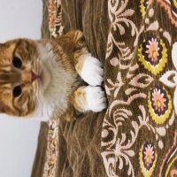 British Shorthair, Kedi  Mahmut fotoğrafı