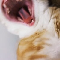 British Shorthair, Kedi  Mahmut fotoğrafı