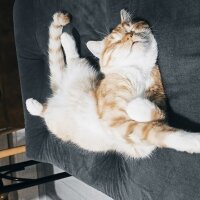 British Shorthair, Kedi  Mahmut fotoğrafı