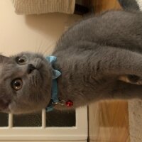 British Shorthair, Kedi  Thor fotoğrafı