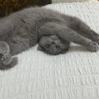 British Shorthair, Kedi  Thor fotoğrafı