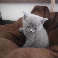 British Shorthair, Kedi  MaYa fotoğrafı