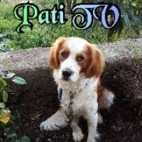 Amerikan Cocker Spaniel, Köpek  Pati fotoğrafı