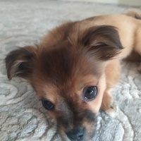 Pekingese, Köpek  Tarçın fotoğrafı