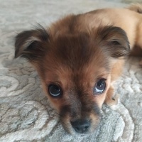 Pekingese, Köpek  Tarçın fotoğrafı