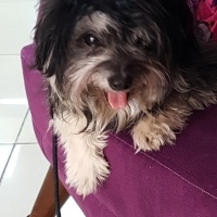 Pomeranyalı, Köpek  Nazlı fotoğrafı