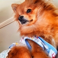 Pomeranyalı, Köpek  Nazlı fotoğrafı