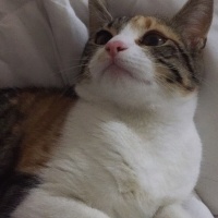 Tekir Kedi, Kedi  Bihter fotoğrafı