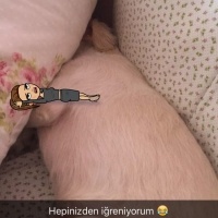 Maltese, Köpek  Kavun fotoğrafı