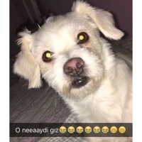 Maltese, Köpek  Kavun fotoğrafı