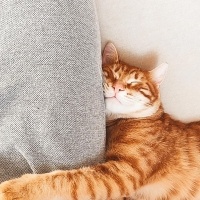 Sarman, Kedi  Bal fotoğrafı