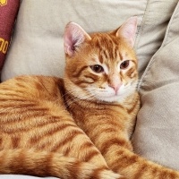 Sarman, Kedi  Bal fotoğrafı