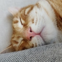 Sarman, Kedi  Bal fotoğrafı