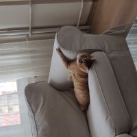 Sarman, Kedi  Bal fotoğrafı