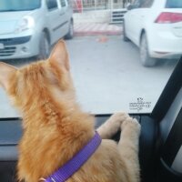 Sarman, Kedi  Hanım fotoğrafı