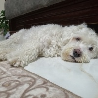 Maltese, Köpek  MİŞEL fotoğrafı