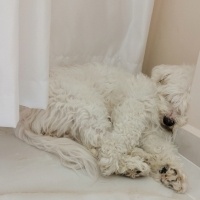 Maltese, Köpek  MİŞEL fotoğrafı