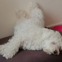 Maltese, Köpek  MİŞEL fotoğrafı