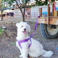 Maltese, Köpek  MİŞEL fotoğrafı