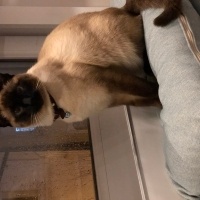 Siyam Kedisi, Kedi  Bade fotoğrafı