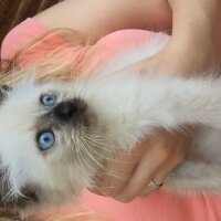 Ragdoll, Kedi  barfi fotoğrafı