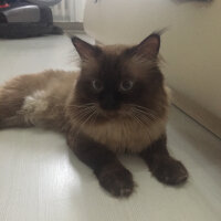 Ragdoll, Kedi  barfi fotoğrafı