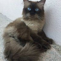 Ragdoll, Kedi  barfi fotoğrafı