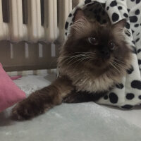 Ragdoll, Kedi  barfi fotoğrafı