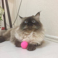 Ragdoll, Kedi  barfi fotoğrafı