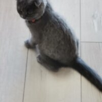 Scottish Fold, Kedi  Alex fotoğrafı