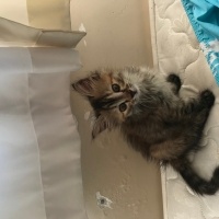 Tekir Kedi, Kedi  Bihter fotoğrafı