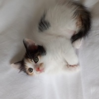 Tekir Kedi, Kedi  Yaren fotoğrafı