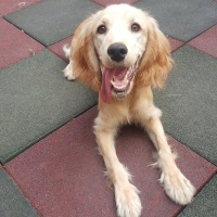 Amerikan Cocker Spaniel, Köpek  Tarcin fotoğrafı