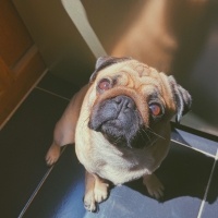 Pug, Köpek  Çıtır fotoğrafı