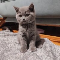 British Shorthair, Kedi  Bulut fotoğrafı