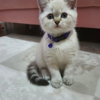 British Shorthair, Kedi  Pamuk fotoğrafı