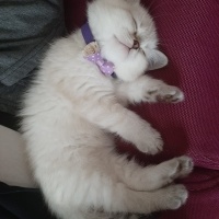 British Shorthair, Kedi  Pamuk fotoğrafı