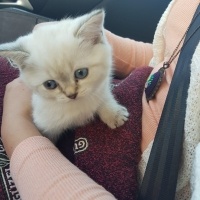British Shorthair, Kedi  Pamuk fotoğrafı