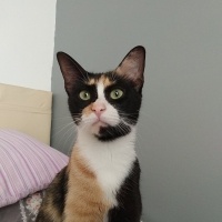 Tekir Kedi, Kedi  kepş fotoğrafı