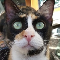 Tekir Kedi, Kedi  kepş fotoğrafı