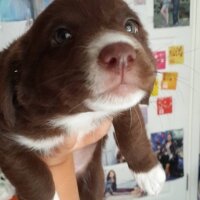 Border Collie, Köpek  Jessie fotoğrafı