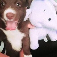 Border Collie, Köpek  Jessie fotoğrafı