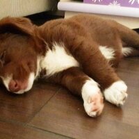 Border Collie, Köpek  Jessie fotoğrafı