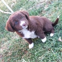 Border Collie, Köpek  Jessie fotoğrafı