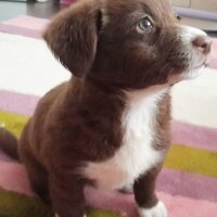 Border Collie, Köpek  Jessie fotoğrafı