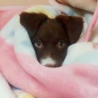 Border Collie, Köpek  Jessie fotoğrafı