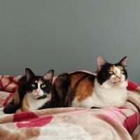 Tekir Kedi, Kedi  prenses fotoğrafı