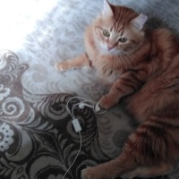 Tekir Kedi, Kedi  Fıstık fotoğrafı